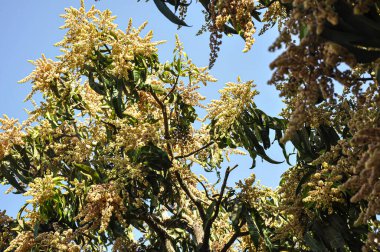 Mango ağacı. Mango tohumları. Çiçekli mango ağacı