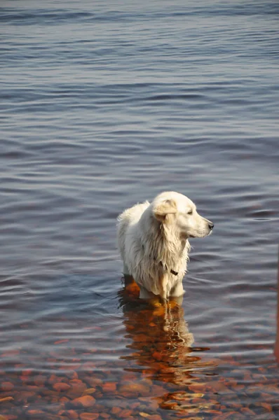 Beyaz Köpek Sudaki Köpek Köpek Yüzmesi Kumsaldaki Hayvan — Stok fotoğraf