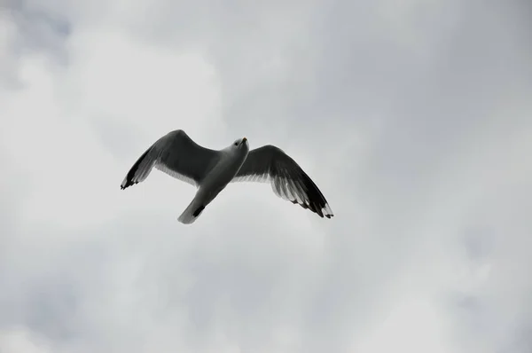 Fiskmås Skyn Flygande Fiskmås Vit Fågel Fågel Över Havet — Stockfoto