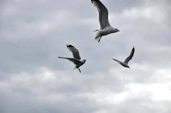 Gaivotas Céu Gaivotas Voadoras Pássaros Brancos Pássaros Sobre Mar — Fotografia de Stock