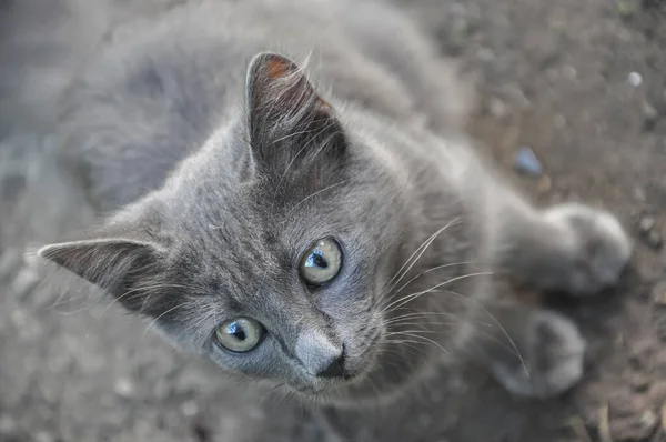 Gray Kitten Street Gray Cat Pet Gray Wool — Stock Photo, Image