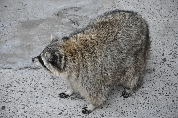 Procione Allo Zoo Procione Sta Piedi Zoo Animale Animali Della — Foto Stock