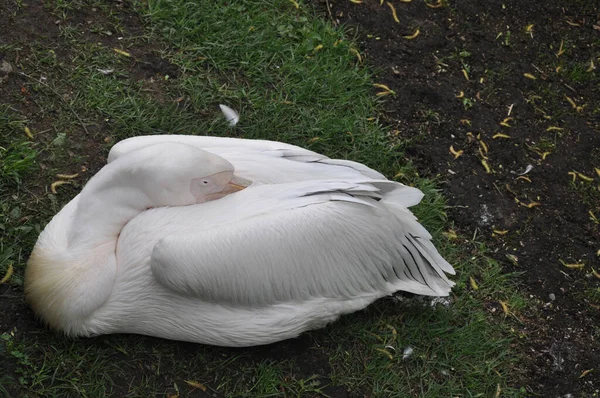 Pelícano Blanco Pelícano Del Zoológico Pelícano Suelo — Foto de Stock