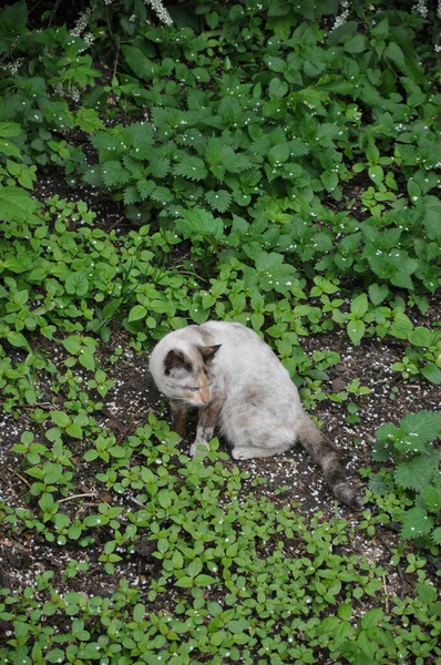 Gray Cat Cat Grass Little Animals Pets Animals Grass — Stock Photo, Image