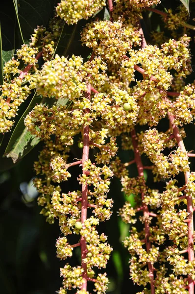 Mango tree. Mango seeds. Blooming mango tree