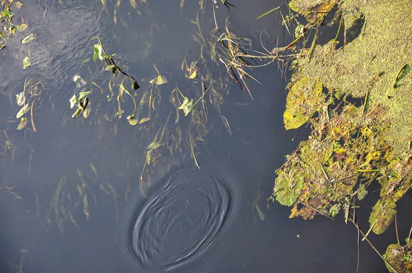 开花结果的水盛开的湖水 池塘水 绿化种植 — 图库照片