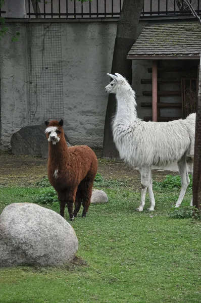 Det Lamor Vita Laman Brun Lama Llamor Zoo Lammpromenader — Stockfoto
