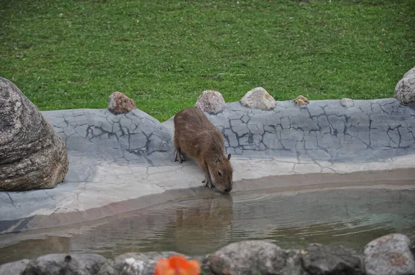 Capybara Hewan Coklat Capybara Copybara Berjalan — Stok Foto