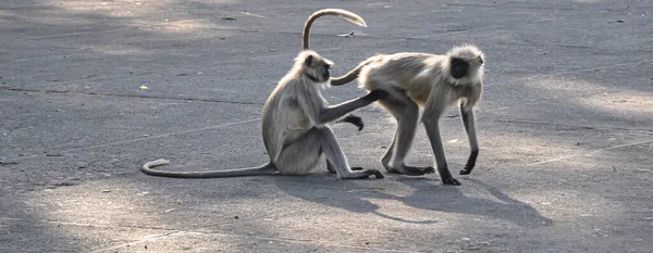 Macaco Macacos Sentados Macacos Indianos Primatas Animais Selvagens — Fotografia de Stock