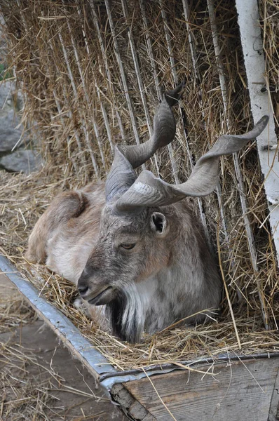 Retrato Una Cabra Cabeza Cabra Cerca Cabra Montaña — Foto de Stock
