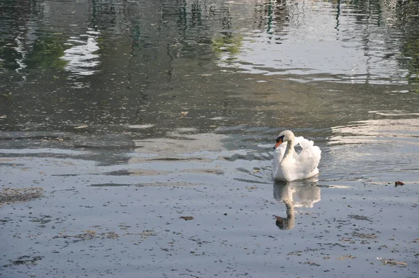 Cigno Sullo Stagno Cigno Che Nuota Cigno Nel Parco Uccello — Foto Stock