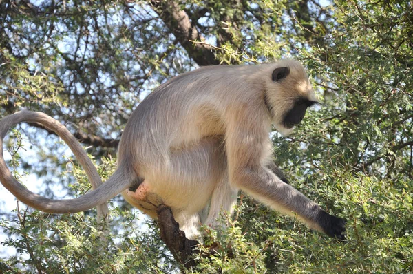 Scimmia Langur Seduta India — Foto Stock