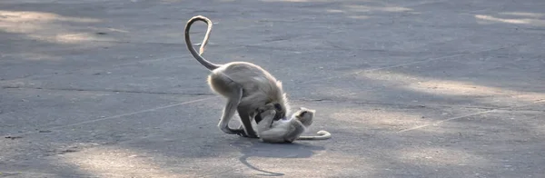 Monkey Langur Está Sentado India — Foto de Stock