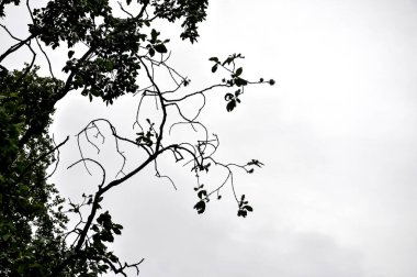 Ağacın dalı. Dallar gökyüzüne karşı. Gri yağmurlu gökyüzü