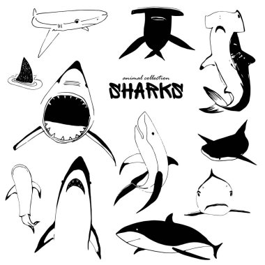 Bir grup köpekbalığı. Deniz köpekbalıklarının siluetleri. Okyanus hayvanlarının çizimi. Akvaryum hayvanları. Okyanus balığı. Mürekkep çizimi
