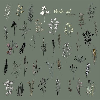 Bitki seti. Yaprak seti. Vektör çizimi. Mürekkep çizimi. Yapraklar ve çimenler. Doğa elementleri