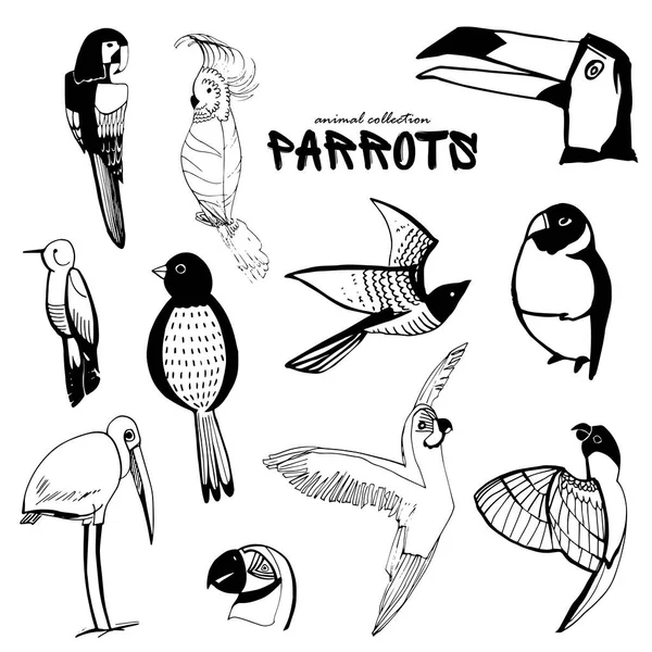 Σετ Από Παπαγάλους Άγρια Και Οικόσιτα Πουλιά Σιλουέτες Εξωτικών Πουλιών — Διανυσματικό Αρχείο