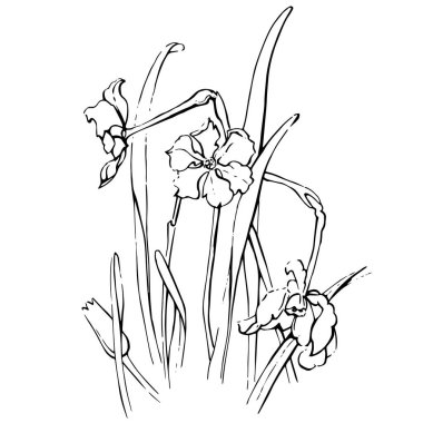 Büyük bir çiçek ve bitki seti. Mürekkeple çizilmiş çiçekler