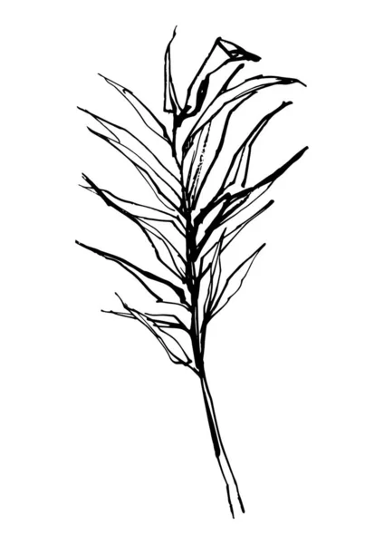 Branche Vectorielle Fantastique Esquisses Croquis Encre Croquis Plante — Image vectorielle
