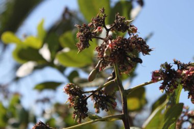 Mango çiftliği. Mango ağacı. Hindistan