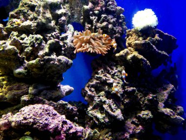 Balık ve yosunlu akvaryum. Deniz altı dünyası