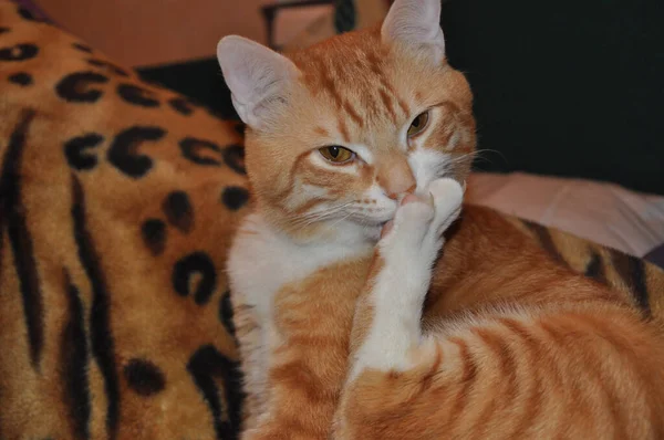 Kızıl Kedi Yalan Söylüyor Güzel Evcil Kedi — Stok fotoğraf
