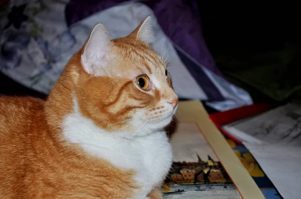 Червоний Кіт Бреше Красива Домашня Кішка — стокове фото