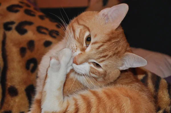 Rode Kat Liegt Mooie Huiskat — Stockfoto