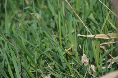 Otların arasında çekirge. Böcekler ve bitkiler. Bahçedeki bitkiler