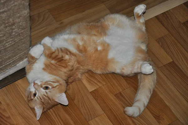 Rote Katze Lügt Schöne Hauskatze — Stockfoto