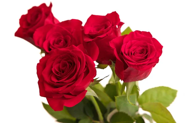 Bouquet of Red Roses in a Vase Isolated on a White Background Stock Picture
