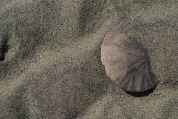 Крупный план песчаного доллара, частично покрытого пляжным песком — стоковое фото