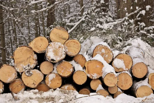 End View van vers geoogst gekapt hout Logs in een stapel door een bos — Stockfoto