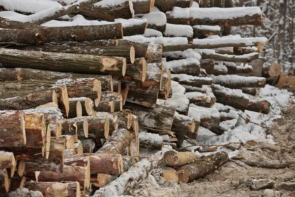 Nyskördat timmer från en stockningsoperation staplad av skogen på vintern — Stockfoto