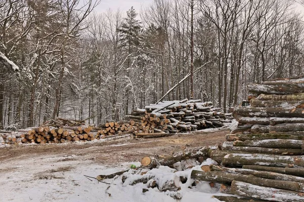 Madera recién cosechada de una operación maderera apilada por el bosque en invierno —  Fotos de Stock