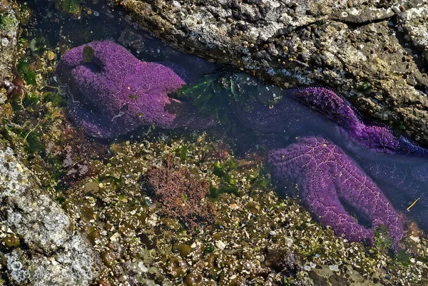 Фиолетовая звезда или морские звезды в бассейне приливов на острове Ванкувер — стоковое фото