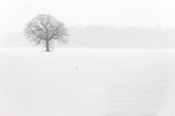Árvore solitária em um campo de fazenda em uma tempestade de neve de inverno — Fotografia de Stock