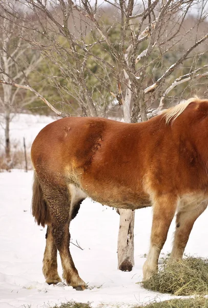 Close up of a Horse with Mud Fever on its back legs and Rain scald on its back — Stock Photo, Image