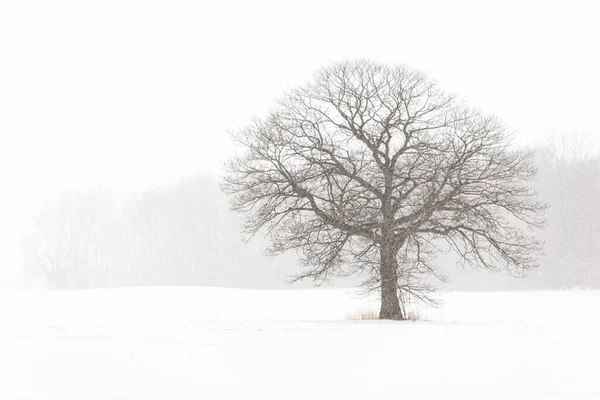 Árvore solitária em um campo de fazenda em uma tempestade de neve de inverno Imagens Royalty-Free