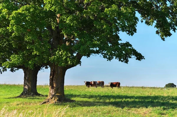 Eine Gruppe Mehrfarbiger Rinderrinder Auf Einer Idyllischen Grünen Weide Die — Stockfoto