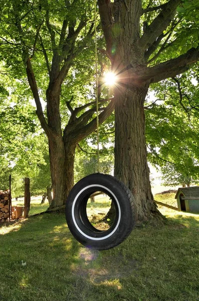 Tire Swing Κάτω από το δέντρο σφενδάμου στη φάρμα το καλοκαίρι — Φωτογραφία Αρχείου