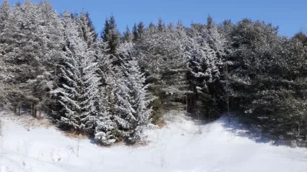 新鮮な雪と青い空にロードされた常緑樹と牧歌的なカナダの冬の風景のパン — ストック動画