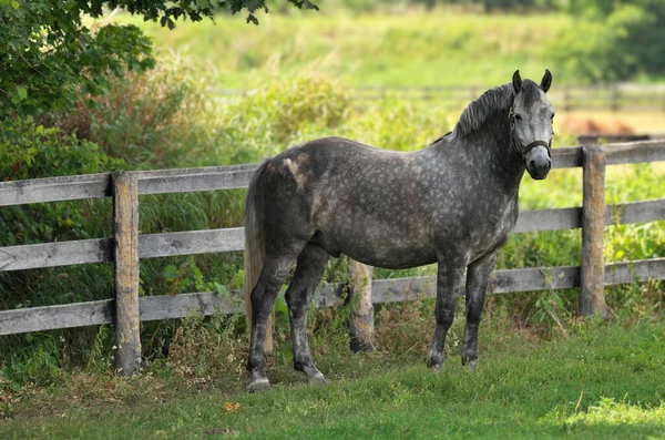 Un caballo gris Appaloosa de pie junto a una valla de madera mirando hacia la cámara — Foto de Stock