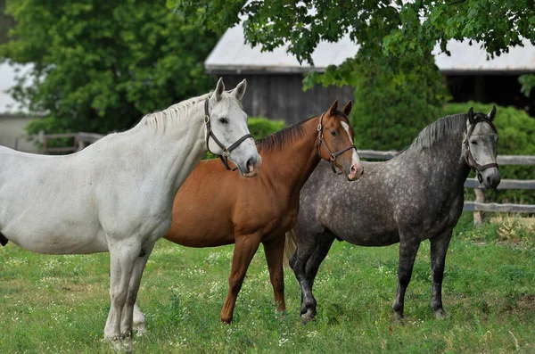 Un caballo blanco, un caballo marrón y un caballo gris Appaloosa de pie lado a lado en un pasto — Foto de Stock