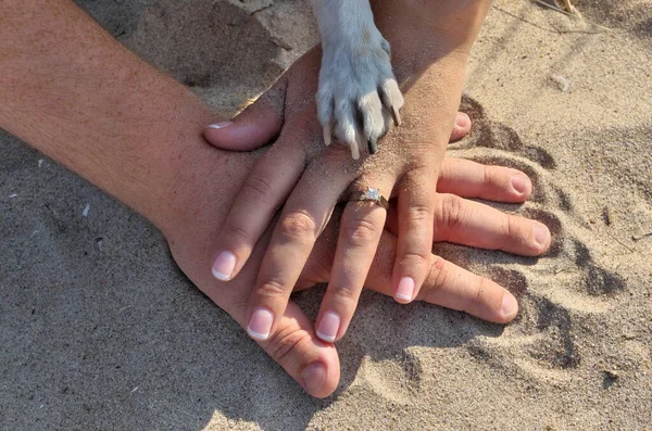 Köpek Pençesi 'nin kapağını kapatın. Kumsalda bir çift elin üzerinde dinleniyor.