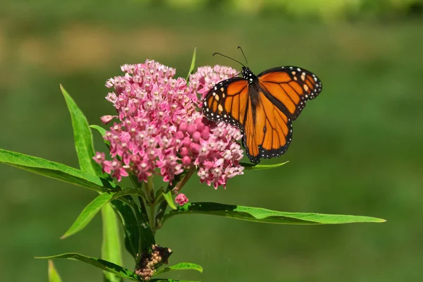 Monarch Kelebeği 'nin kapanışı Pembe Saman Yosunu çiçeğinin üzerinde Kanatlarını açıyor