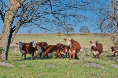 Güneşli bir günde Hereford Sığır Sürüsü Çiftçi Tarlasında İnekler