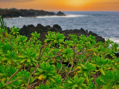 Hana, Hawaii 'deki Waianapanapa Eyalet Parkı' nda Naupaka Bitkileri Kara Lavlar boyunca büyüyor.