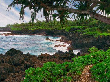 Hana, Hawaii 'deki Waianapanapa Eyalet Parkı' nda Naupaka Bitkileri Siyah Bazaltik Lavlar boyunca büyüyor.