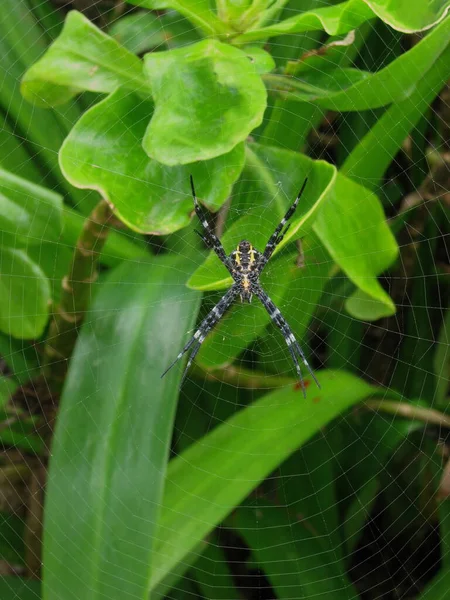 Hawaiian Garden Spider Argiope appensa en una web en Maui, Hawaii, en Hana — Foto de Stock